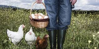 ¿Cuánto cuestan los Huevos Camperos en Mercadona? - 33 - marzo 2, 2023