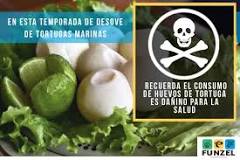 Los beneficios de comer huevos de tortuga - 3 - marzo 2, 2023