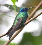 Colibríes: El maravilloso mundo de los colibríes. - 53 - febrero 12, 2023