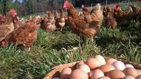 Huevos camperos de Lidl: ¡Un plato irresistible! - 45 - marzo 2, 2023