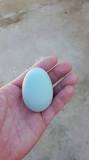 ¡Un Huevo Azul por Docena! - 43 - marzo 2, 2023