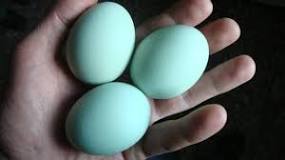 cuánto cuesta una docena de huevos azules