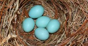 ¿Qué ventajas tienen los huevos azules?