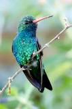 diferencia entre colibri y picaflor