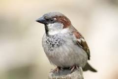 ¿Cómo se llaman los pájaros de Argentina?