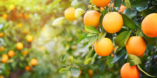 ¿Cómo medir el pH de la naranja?