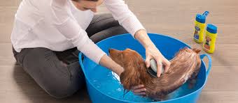 Bañando a tu perro: Un Instructivo - 7 - febrero 12, 2023