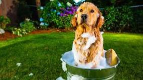 ¿Qué jabón es bueno para bañar a un perro?