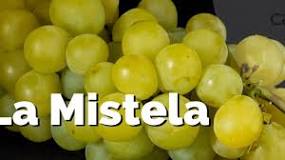 ¡Compara Mistela y Moscatel! - 3 - marzo 3, 2023