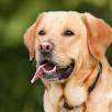 ¿Cómo saber si un cachorro de golden retriever es puro?