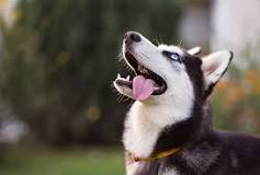 ¿Cómo educar a un perro husky siberiano?