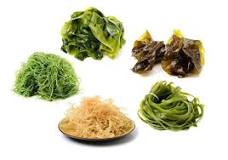 ¿Cómo se utiliza el alga nori?