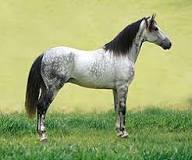 ¿Qué color es el caballo bayo?