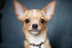 ¿Cómo saber si un perro chihuahua cabeza de venado es original?