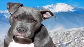 ¿Cómo saber si un perro pitbull blue es original?