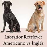 ¿Cual Labrador es Mejor? - 55 - febrero 12, 2023