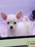 Un Cruce Único: Chihuahua y French Poodle - 3 - febrero 12, 2023