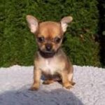 Crecimiento Final de un Chihuahua