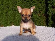 Crecimiento Final de un Chihuahua - 35 - febrero 12, 2023