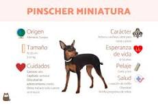 Mezclando Amor: Mini Pinscher y Chihuahua - 3 - febrero 12, 2023