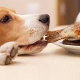 ¿Qué pasa si le doy comida normal a un perro?