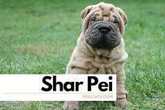 ¿Cómo saber si un perro es de raza pura shar pei?