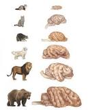 ¿Cómo son las células del cerebro de un perro?