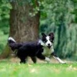 ¿Por qué los perros corren como locos?