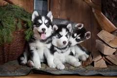 Cachorros Husky Siberiano en Las Palmas - 7 - febrero 12, 2023