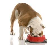 El perro: una cadena alimenticia vital - 21 - febrero 12, 2023