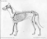 ¿Cuántos huesos tiene un perro? - 3 - febrero 12, 2023