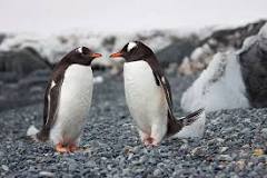 ¿Cuántos Pinguinos hay en el Mundo? - 27 - febrero 10, 2023
