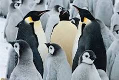 cuantos pinguinos hay en el mundo