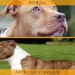 American Pitbulls vs. Stanford: Comparando las Diferencias
