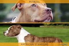 American Pitbulls vs. Stanford: Comparando las Diferencias - 1 - febrero 12, 2023