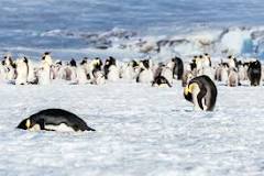 Adaptando al Frío: La Vida de los Pinguinos - 3 - febrero 11, 2023