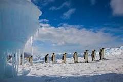 ¿Cuántos pingüinos hay en el mundo?