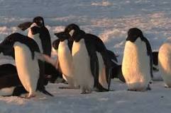 ¿Cuántos pingüinos emperador hay en el mundo?