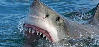 ¿Cuántos tiburones blancos nacen al año?