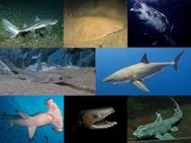 ¿Cuántos tiburones hay en el mundo?