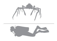 cuántas patas tiene un cangrejo
