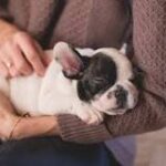 El bulto en las costillas de tu perro: ¿Qué significa?