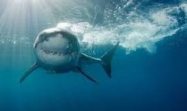 ¿Cuál es el tiburón más peligroso del mundo?