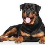 Sin Cola, Pero No Sin Corazón: Una Mirada al Rottweiler