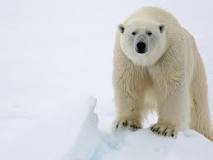 ¿Por qué los osos polares están en peligro de extinción?
