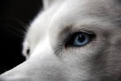 Cautivados por los Ojos Grises de los Huskies - 13 - febrero 12, 2023