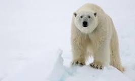 ¿Por qué los osos polares están en peligro de extinción?