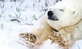 ¿Qué adaptaciones tiene un oso polar para sobrevivir al frío intenso?
