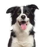 ¿Cómo saber si un perro border collie es puro?