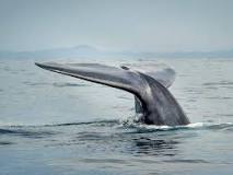 ¿Cuánto mide una ballena al nacer?